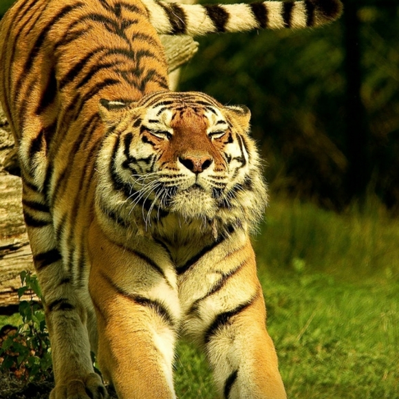 Welcome to Debbie's Den! - Picture 3 of 3